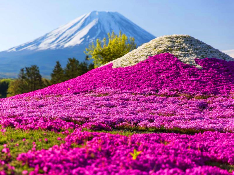 Fuji Shibazakura Festival}