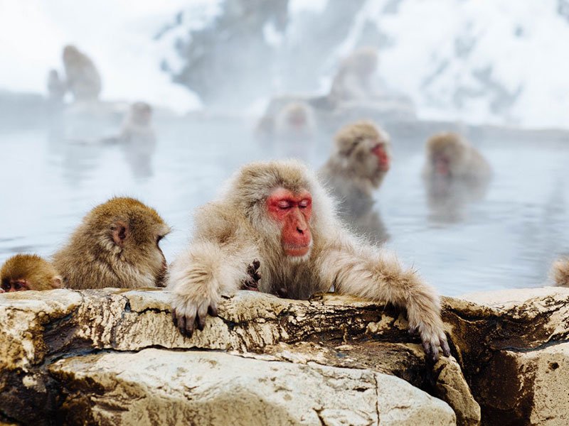 Shiga Kogen Snow Monkey Powder Weekend}